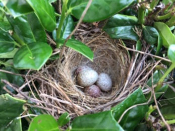 A sparrow’s nest